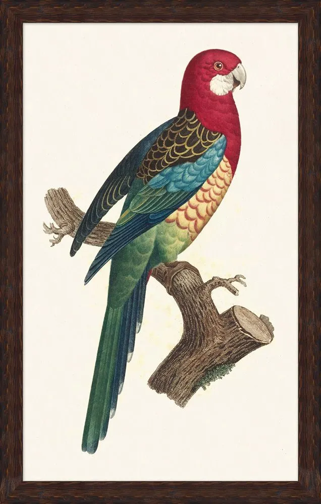 Parrot Print I