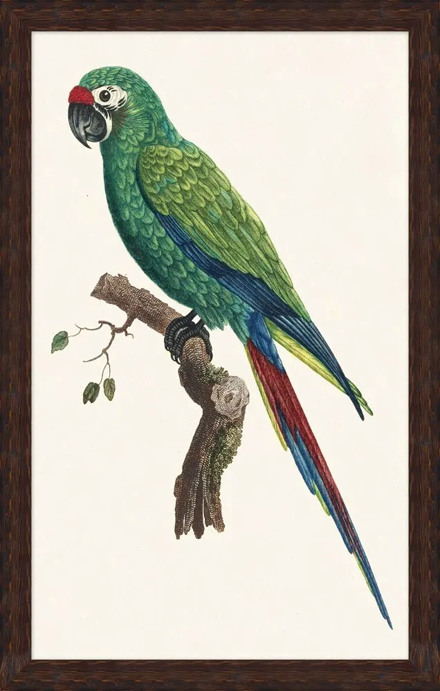 Parrot Print II