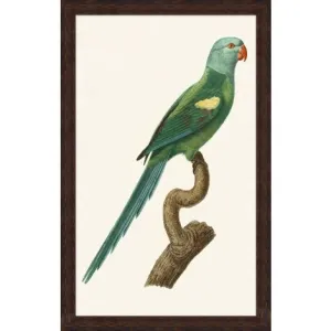 Parrot Print III