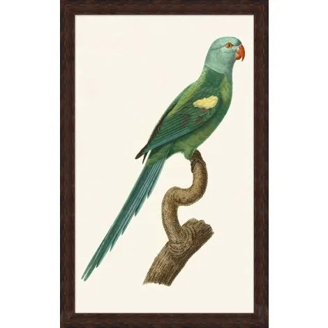 Parrot Print III